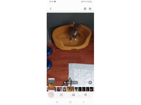 Chihuahua