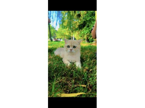 Safkan british shorthair