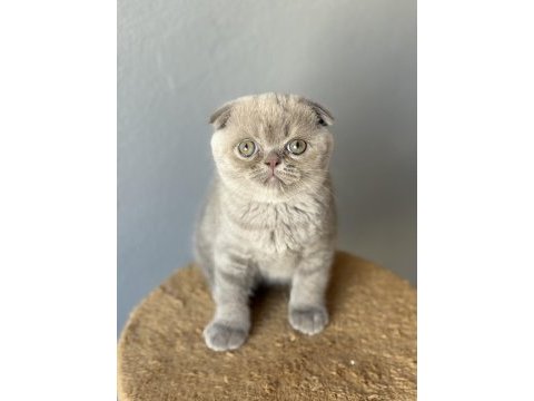 Scottish fold kedisi