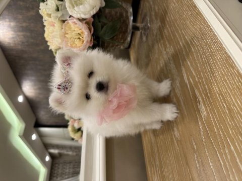 Pamuk pomeranian yavruları