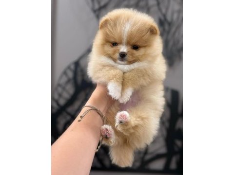 Party colour dişi pomeranian