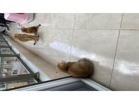 Golden scottish fold yavrularımız