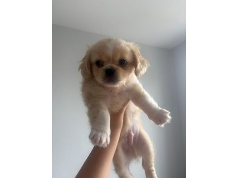 2 aylık erkek yavru pekinez köpeği