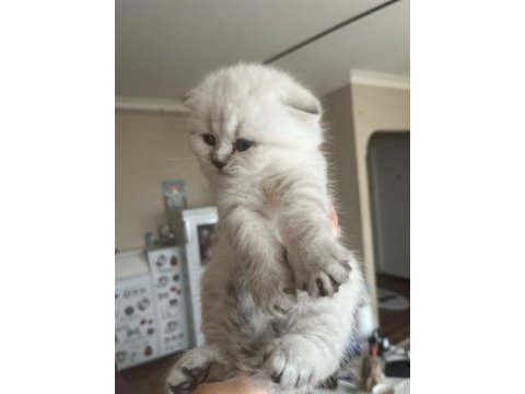 Scottish fold benim yeni ailem olur musunuz