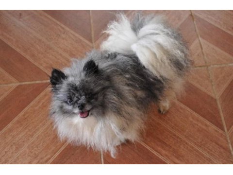 Yetişkin pomeranian