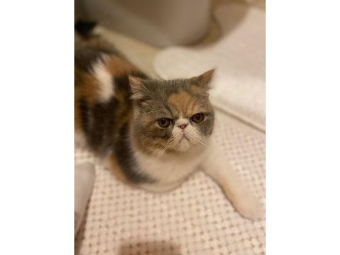 9 aylık exotic shorthair