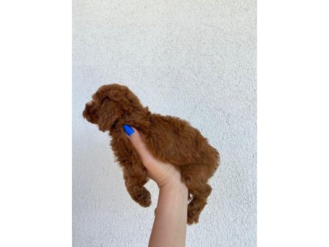 50 günlük toy poodle yavrular