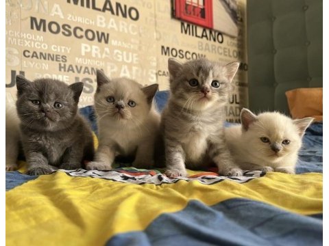 Silver blue ve blue point yavru kedilerimiz