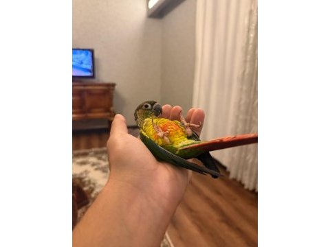 Full evcil 3 aylık konur papağanı