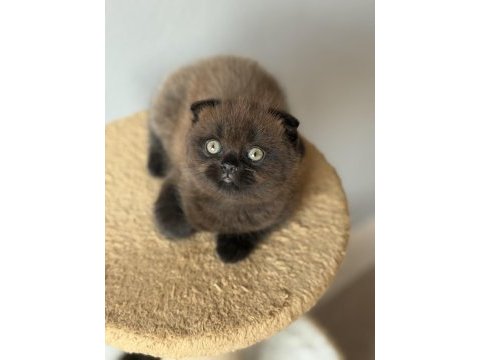 Scottish fold yavrumuz