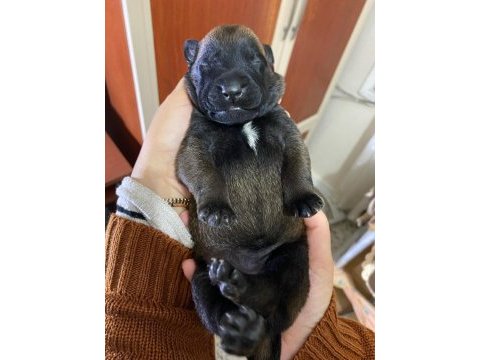 A malinois kalite beslemek isteyenler buyursun