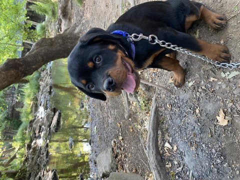 Çok oyuncu rottweiler köpeği