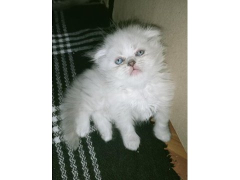 Mavi gözlü british longhair bebeğim