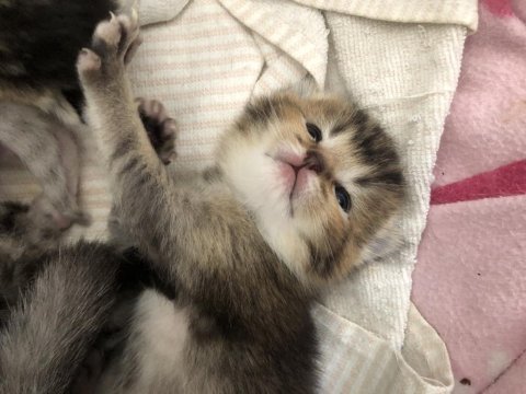 Scottish fold silver tabby