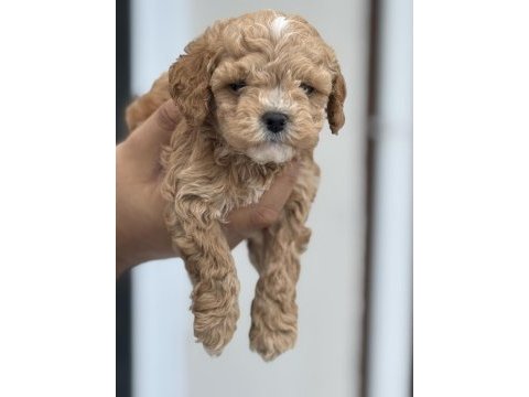 Show kalite kore tea cup maltipoo yavrularımız