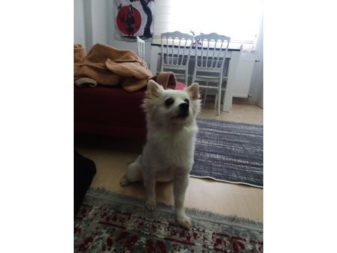 Pomeranian spitz