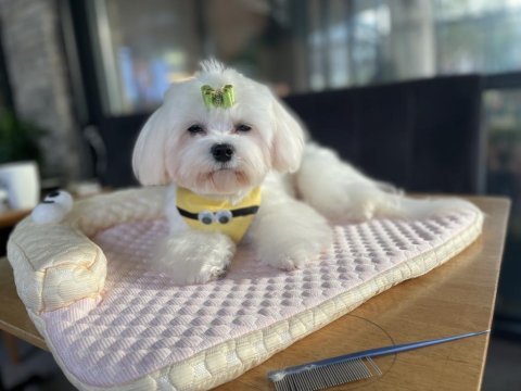 Kore kan maltese köpeği