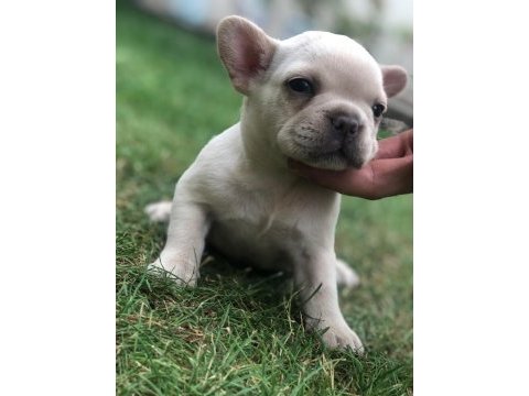 French bulldog bayram şekerlerimiz ömürlük yuvalarını arıyor