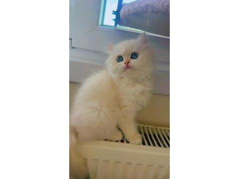 British longhair dişi