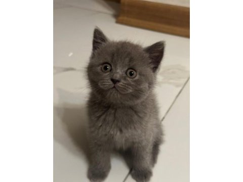 Minik british shorthair kedimize yuva arıyoruz