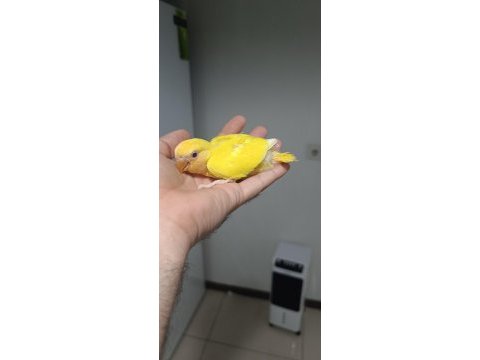 Orijinal renk sevdalar