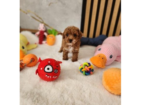 Sevimli maltipoo  yavrularımız 