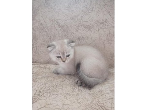 Erkek scottish fold