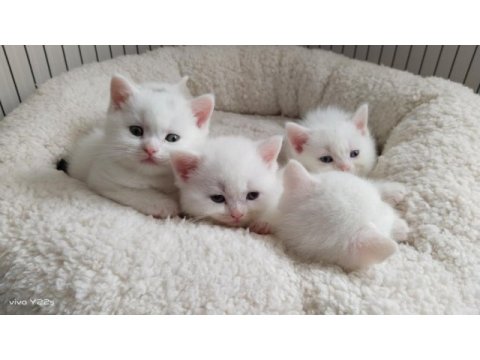 British shorthair özel seri mavi gözlü