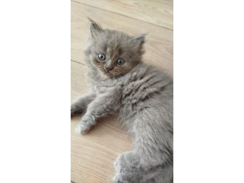 Son kalan erkek british longhair