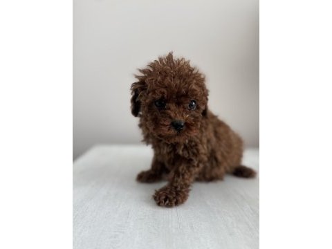 Exotic pet club - korea poodle