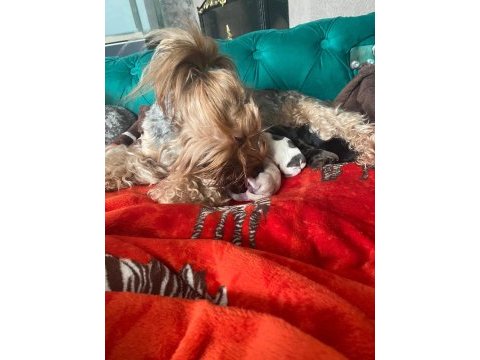 Petmode köpek çiftliğinden show kalite morkie yavrular