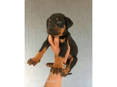 A kalite doberman yavrular