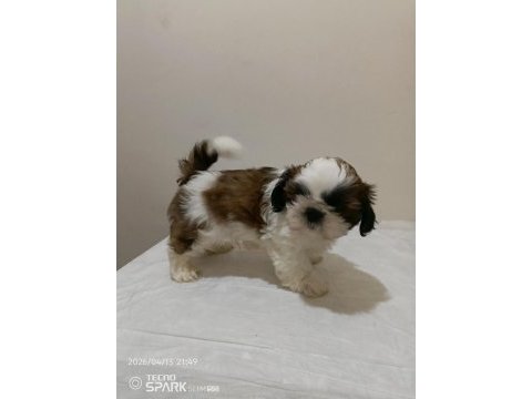 Secereli shih tzu yavrular