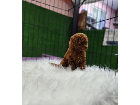 Poodle ailemize katılmak istemez misiniz