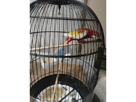 Sarı kırmızı rozella papağanı