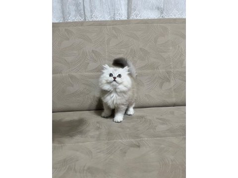 Telime hazır silver erkek british longhair yavrumuz