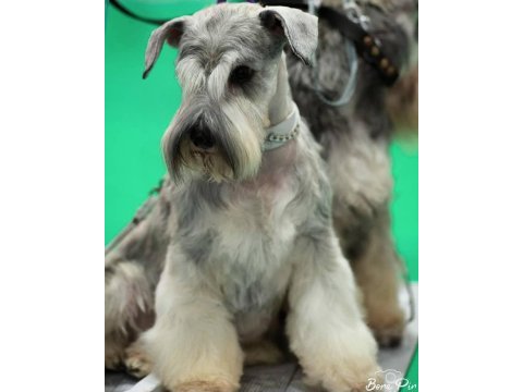 Fcı şecereli miniatute schnauzer yavruları