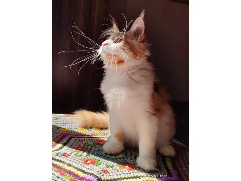 Geleceğin şampiyon adayı safkan şecereli maine coon