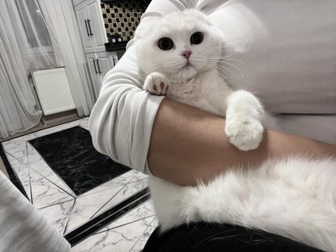 Scottish fold kedimiz 1 yaşında