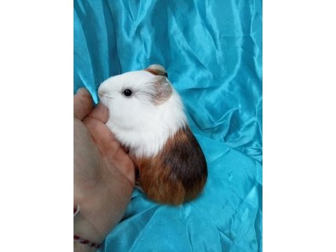 En güzel amerikan ginepig yavrular