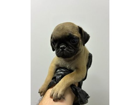 Irk ve sağlık garantili pug
