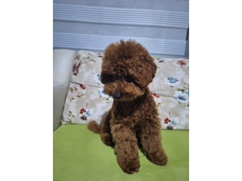 5 aylik erkek toy poodle