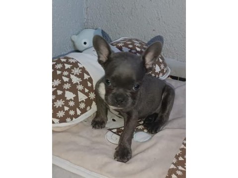 60 günlük erkek french bulldog