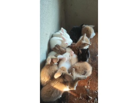 Renk renk yavru tavşan yavruları