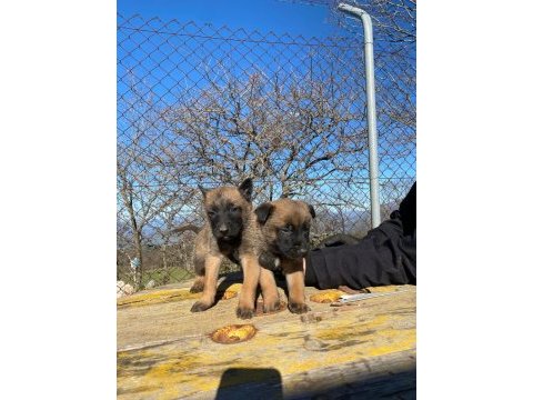A kalitede belçika kurdu malinois
