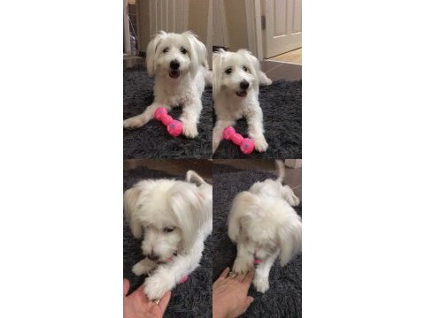 Köpeğimiz ücretsiz istanbul bahçeşehir de sahiplendirilecek