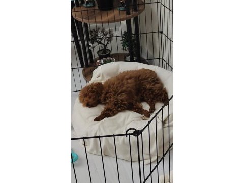 Toy poodle alex