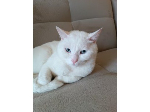 Sokakta bulduk tahmini 1 yaşında british shorthair