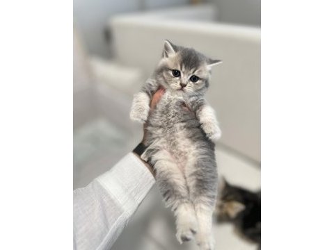 1,5 aylık scottish fold ve straight yavrularımıza yuva