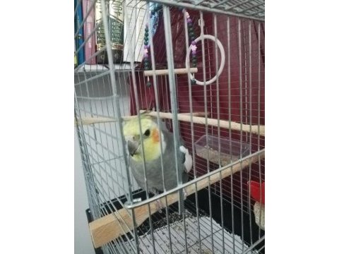 Konuşan sultan papağanı grey gri renk